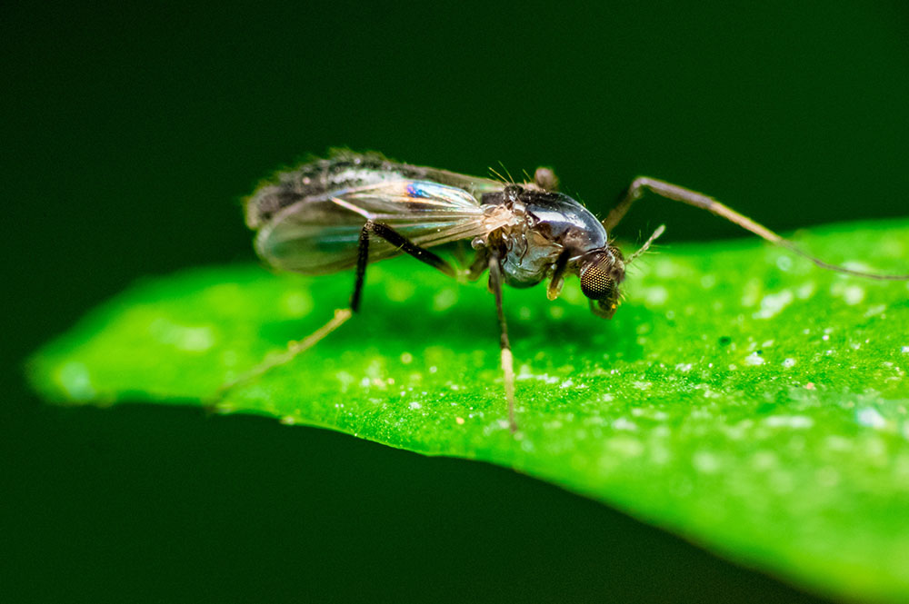 fungas gnats on cannabis leaf