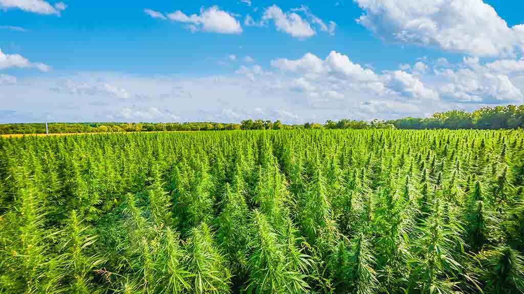 Outdoor cannabis field 