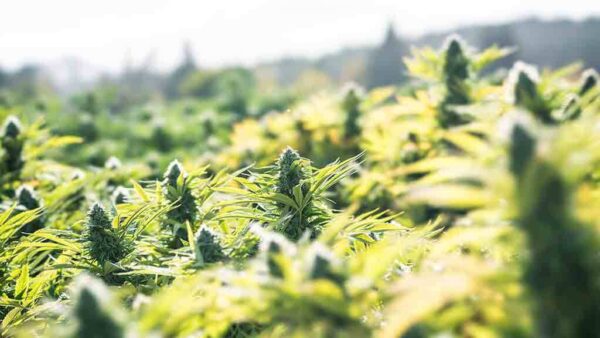 Grow outdoor cannabis strain