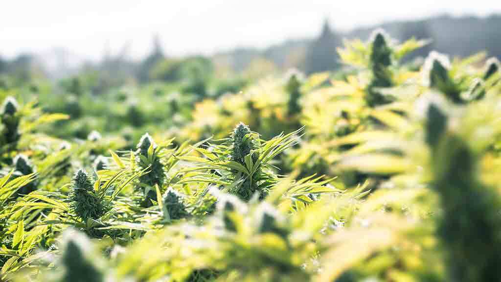 Top 10 Best Outdoor Cannabis Strains 2022