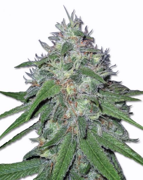 Amnesia Haze strain