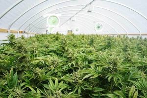 grow cannabis in a greenhouse