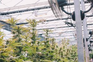 Growing cannabis in a green house operatiing With Fans, Greenhouse,