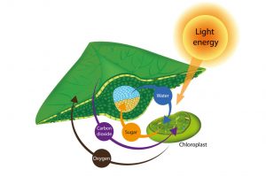 Photosynthesis Process in Plants. The structure of a leaf and Chloroplasts