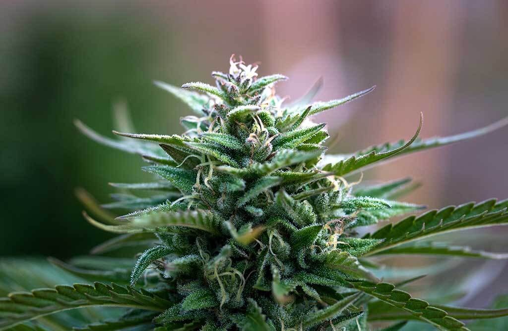 How to start growing weed cheap