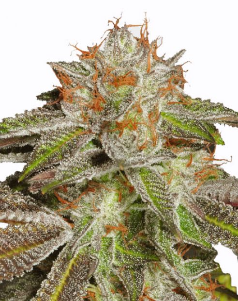bruce banner strain