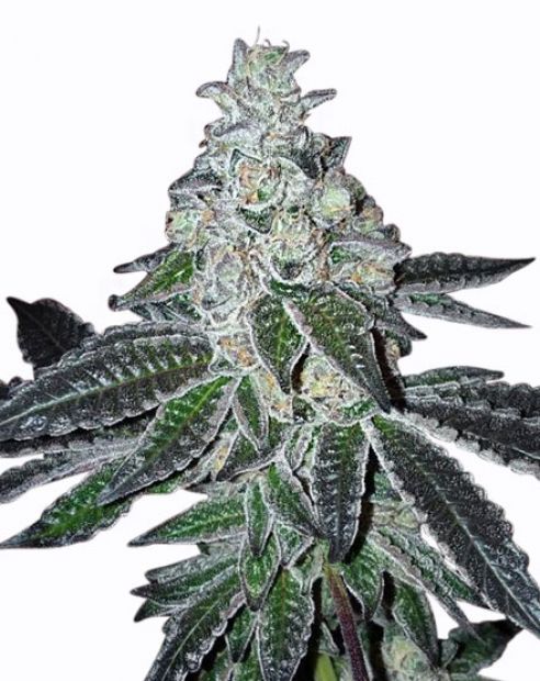 gelato strain