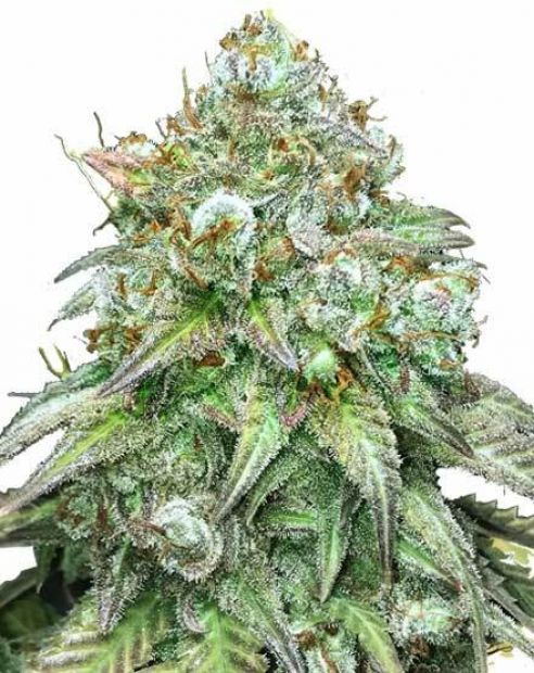 godfather og cannabis is the highest thc strain
