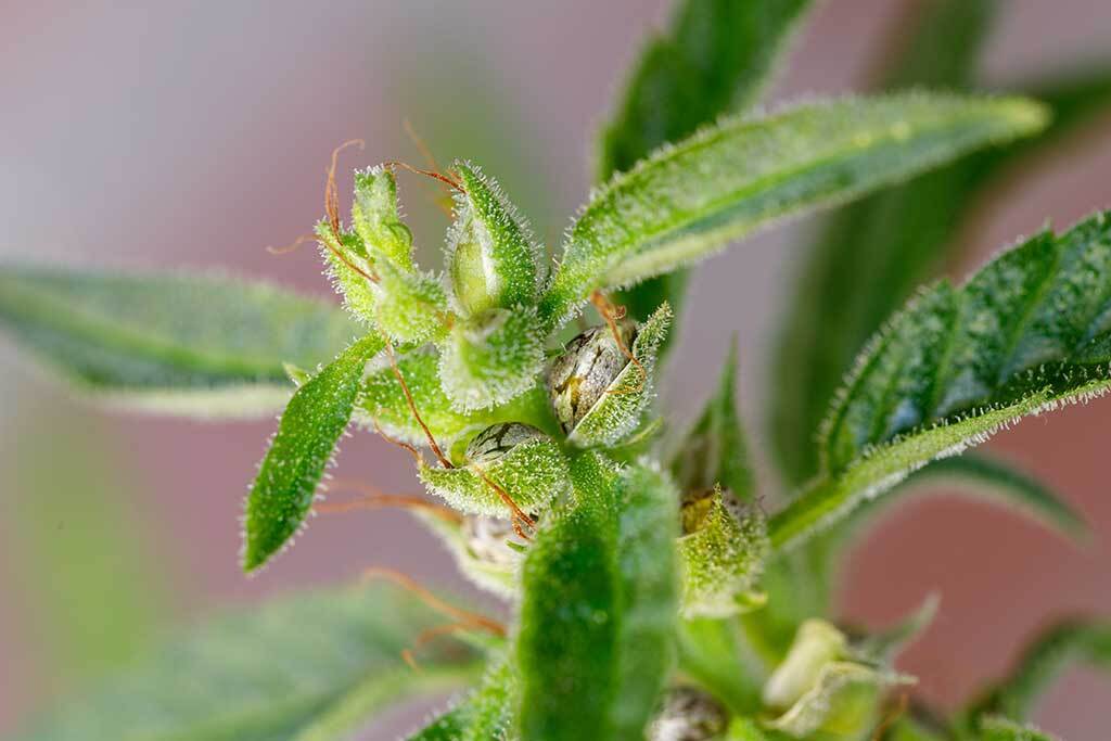 How to Tell If Buds are Pollinated and More Answers to Top Questions