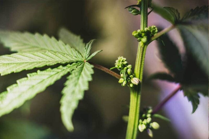Growing Male Hemp, Identify Cannabis Male Plants, Hermies