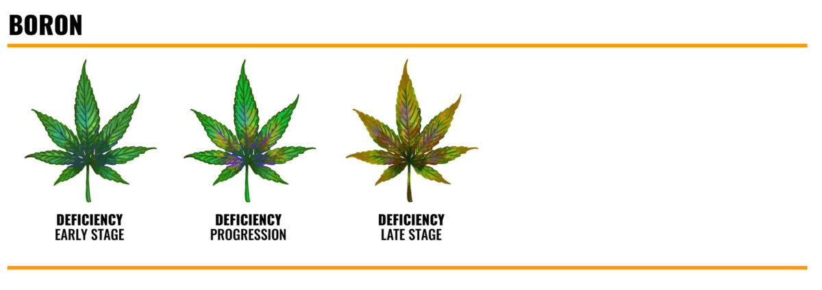 BORON deficiency in cannabis