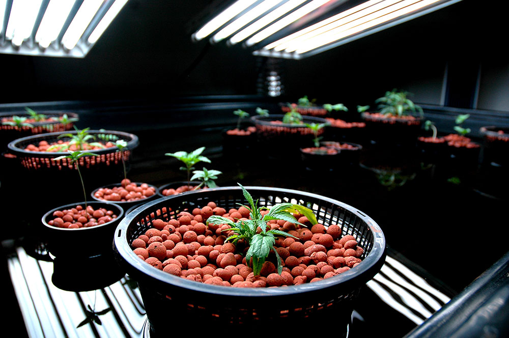 indoor hydroponic weed grow using pebbles