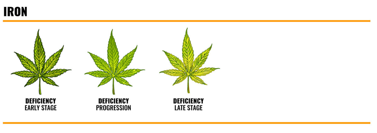 iron deficiency in cannabis