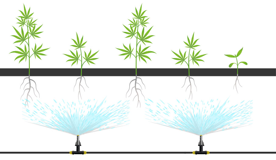 aeroponics weed grow set up