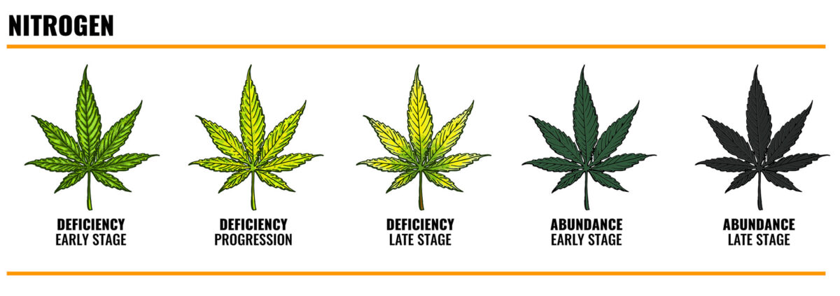 NITROGEN deficiency in cannabis