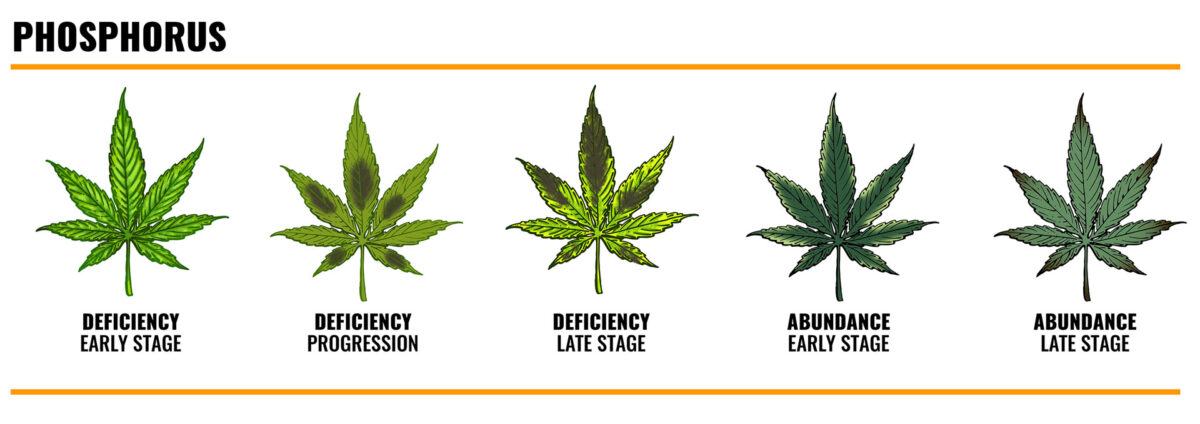 PHOSPHORUS deficiency in cannabis