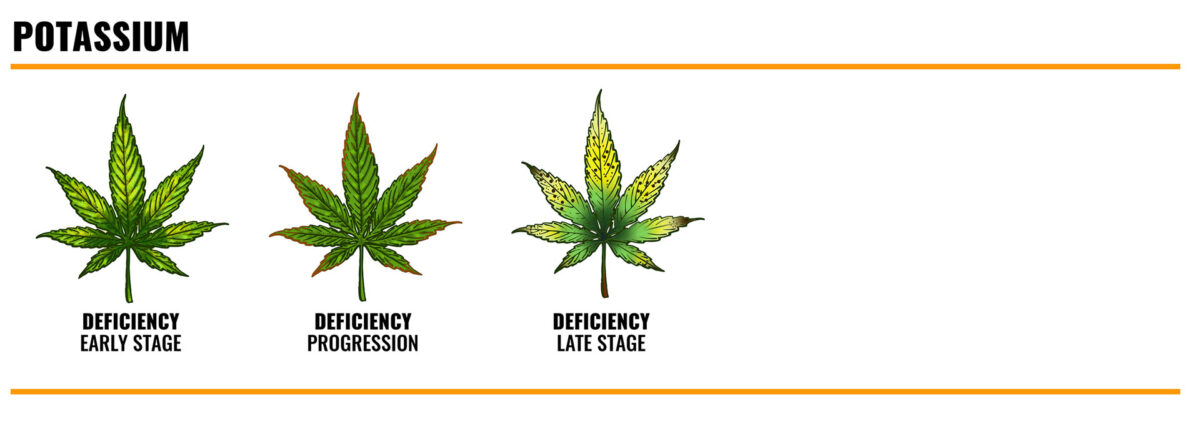 POTASSIUM deficiency in cannabis