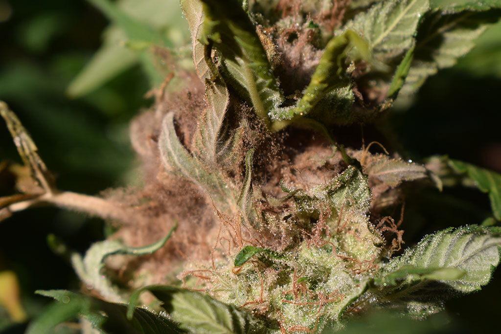 rotten cannabis flower bud-rot