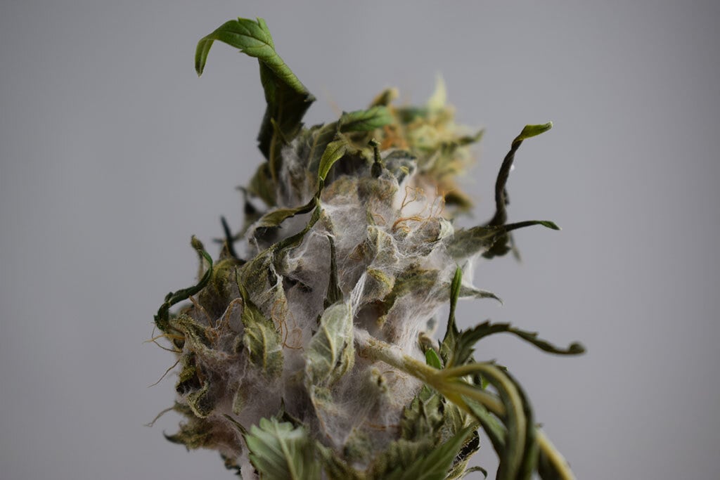 Moldy Weed – How To Identify, Prevent and Eliminate Mold In Cannabis