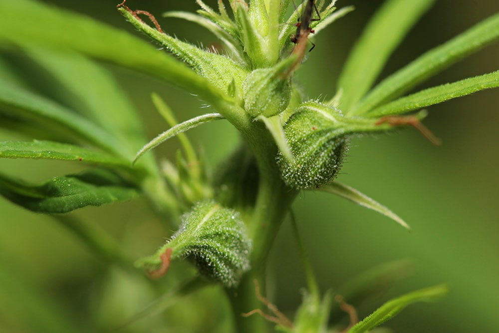 Marijuana autoflower strain seeds useful effects