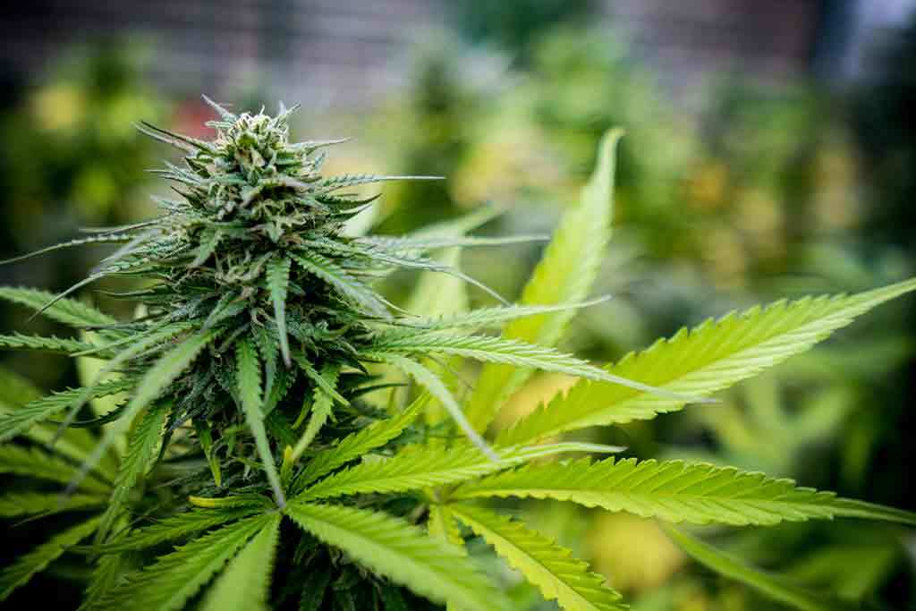 Cheese Strain cannabis