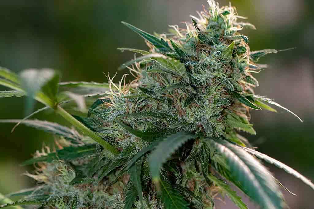 Cheese Strains