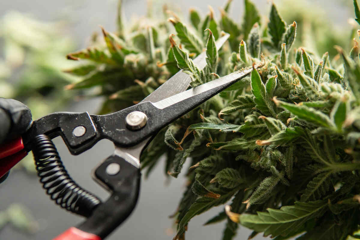 Best Bud Trimming Scissors for Marijuana