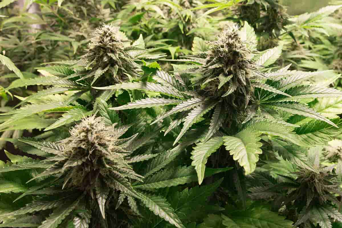 What are fast flowering cannabis strains?