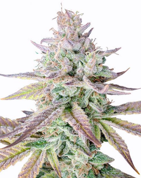 Gelato Fast Flowering Cannabis Seeds