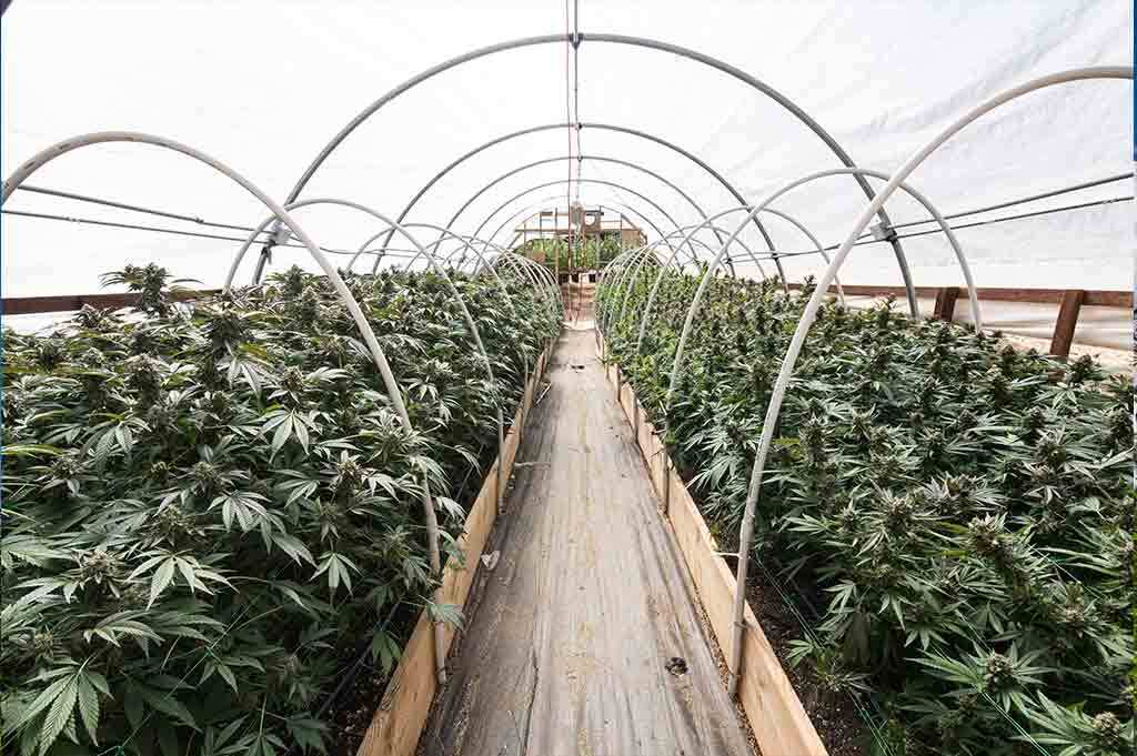 marijuana plants growing in greenhouse farm