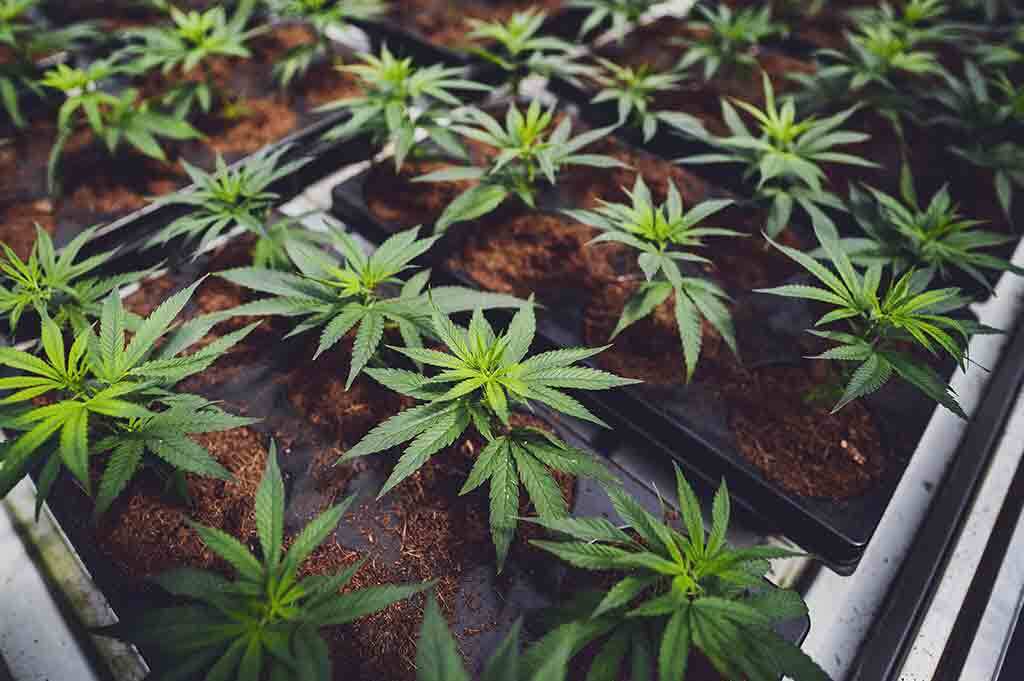 grow marijuana outdoor