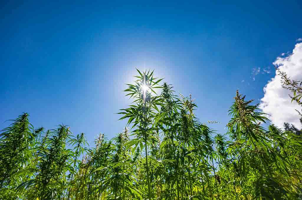 How to Grow Outdoor Weed Successfully?