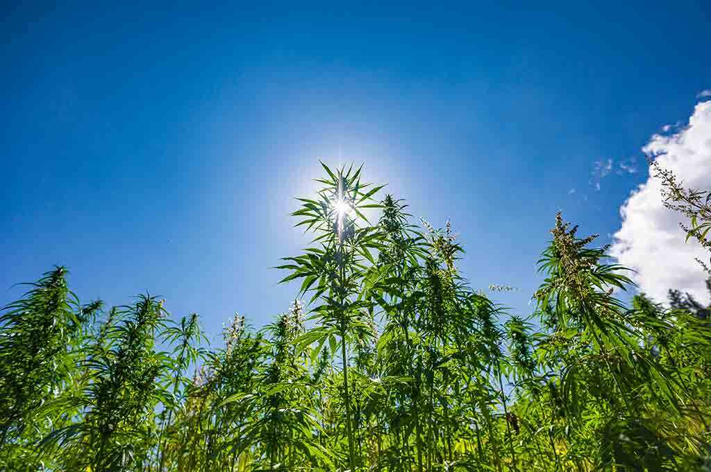 How To Grow Outdoor Weed Successfully