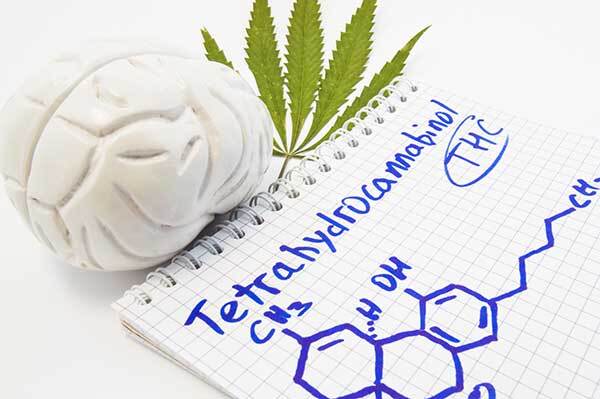 THC effects on the brain