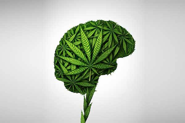Cannabis leaves in the shape of a brain
