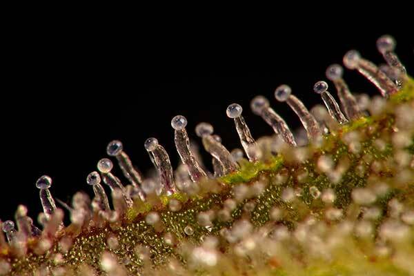 Close up of clear trichomes on a cannabis flower