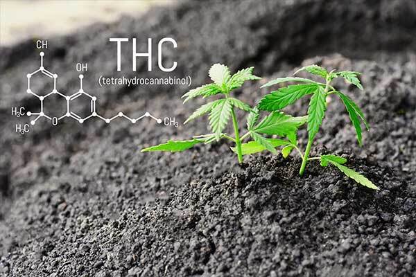 What is considered high THC?