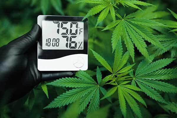 cannabis plant with a hand wearing a black glove holding a thermometer that displays 75 degrees Fahrenheit