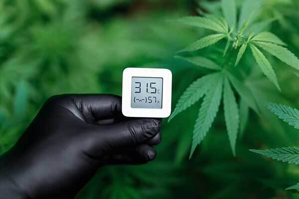 cannabis plant with a hand wearing a black glove holding a thermometer that displays 57% humidity