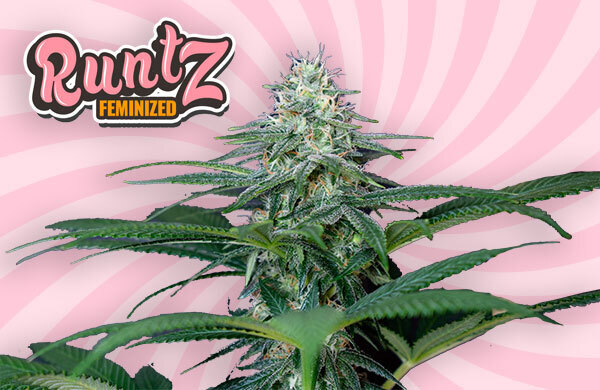 Why Everyone Needs To Grow The Runtz Strain?