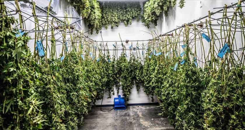 Hang drying entire cannabis plants in a drying room