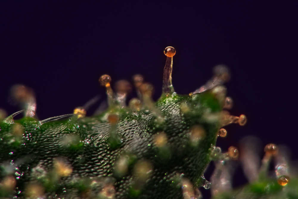 overripe amber trichomes on cannabis bud