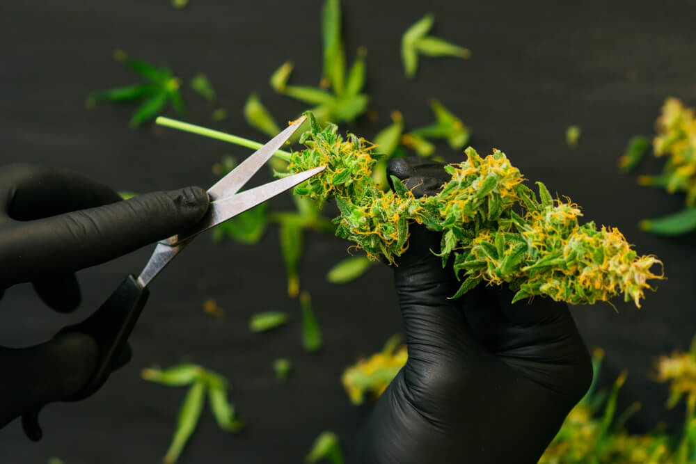 Wet trimming marijuana before the drying process