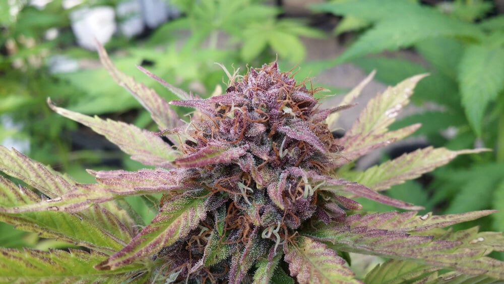 Granddaddy Purple strain growing outdoors