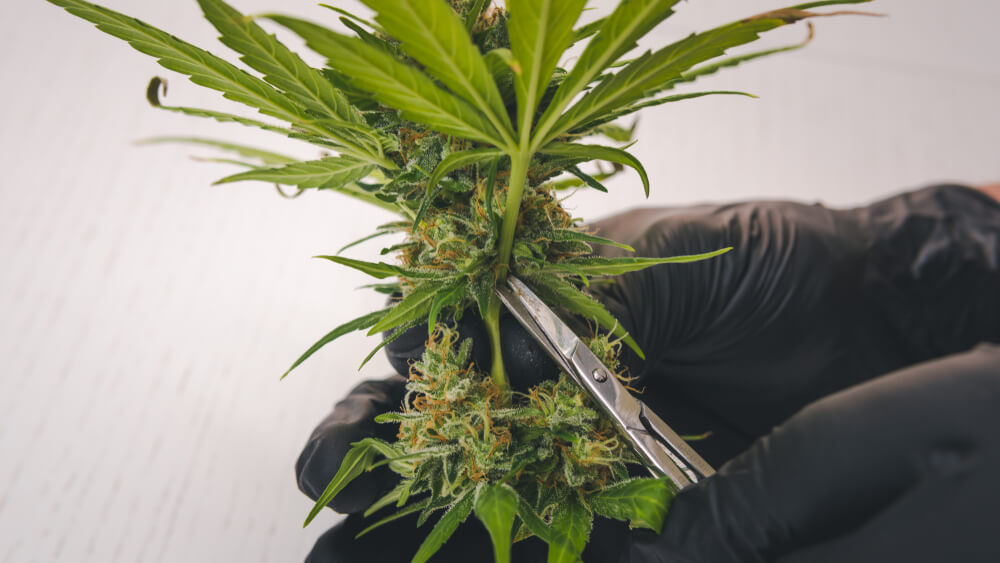 Trimming cannabis plant fan leaves before the drying stage