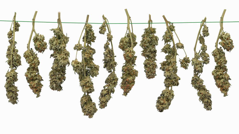 Drying weed for the perfect taste, smell and potency