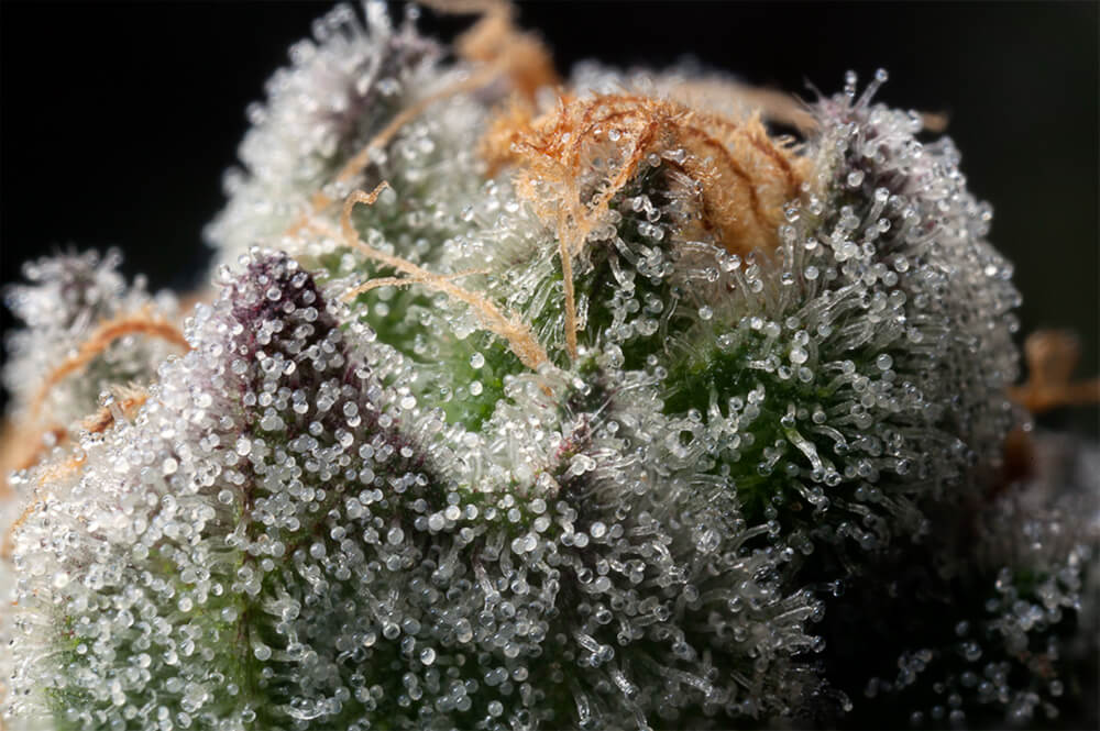 trichomes turn a cloudy/milky appearance when ready to harvest