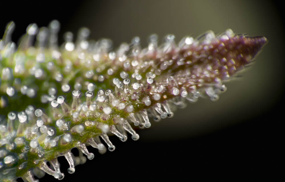 magnified image of cloudy trichomes on a cannabis bud
