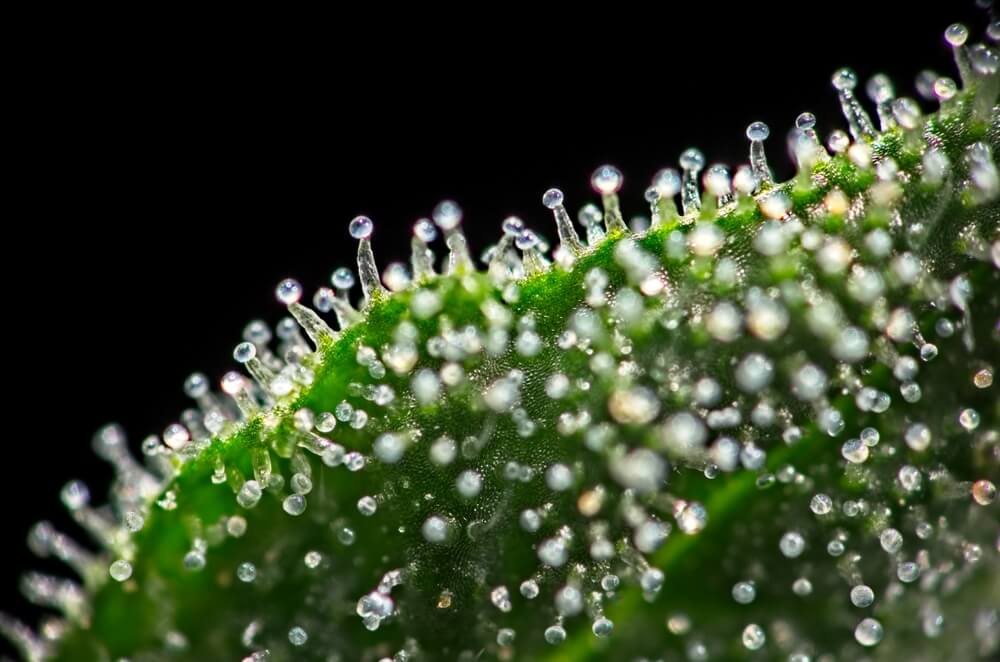 zoomed in view of clear trichomes on a cannabis bud