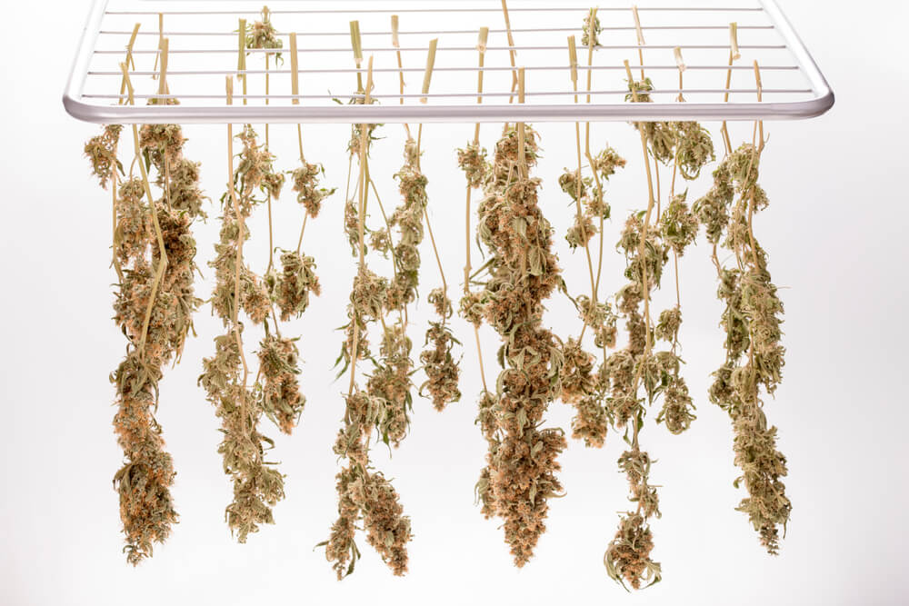 hang drying cannabis branches individually on a clothing rack